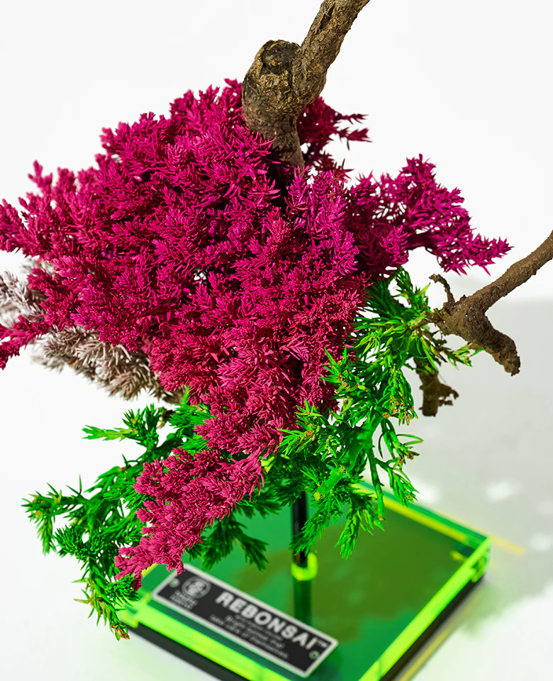 RE BONSAI - Image 2