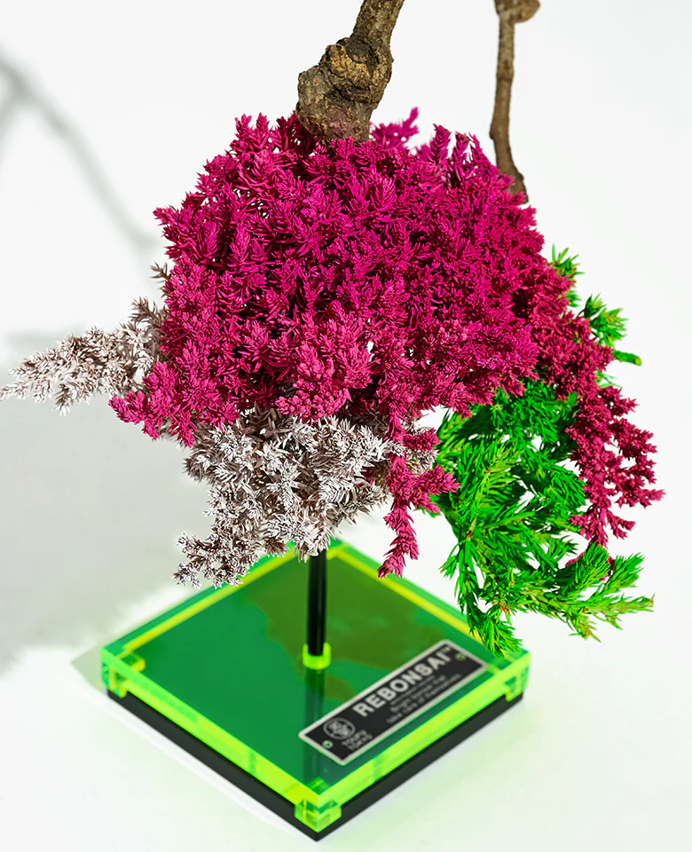 RE BONSAI - Image 3